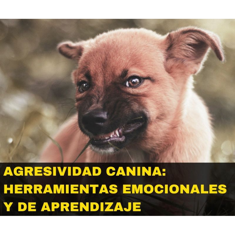 Curso online "Agresividad canina: Herramientas Emocionales y de Aprendizaje"