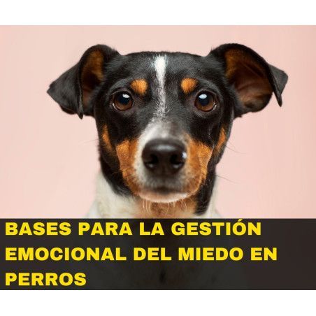 Curso online "Bases para la gestión emocional del miedo en perros"