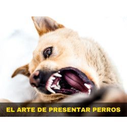 Curso online "El arte de presentar perros"
