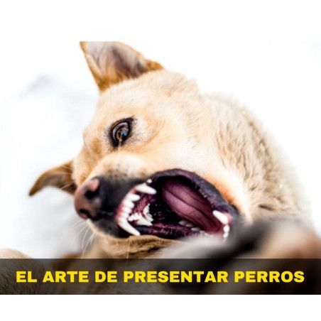 Curso online "El arte de presentar perros"