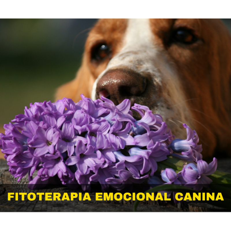 Curso online "Fitoterapia Emocional Canina"