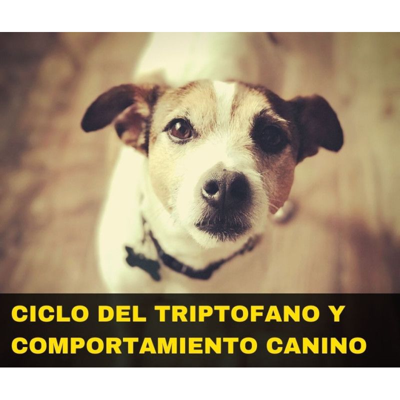 Charla online "Ciclo del Triptófano y Comportamiento Canino"