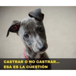 Charla online "Castrar o no castrar"