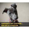 Charla online "Castrar o no castrar"