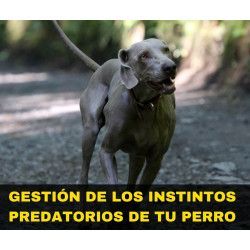 Charla online "Gestión de los instintos predatorios de tu perro"