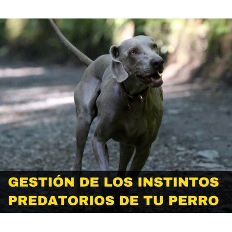 Charla online "Gestión de los instintos predatorios de tu perro"
