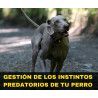 Charla online "Gestión de los instintos predatorios de tu perro"