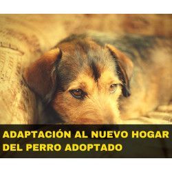 Charla online "Adaptación al nuevo hogar del perro adoptado"