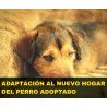 Charla online "Adaptación al nuevo hogar del perro adoptado"