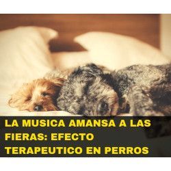 Charla online "La música amansa a las fieras"