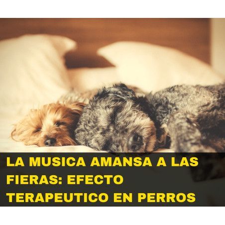 Charla online "La música amansa a las fieras"
