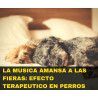 Charla online "La música amansa a las fieras"