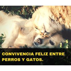 Charla online "Convivencia feliz entre perros y gatos"