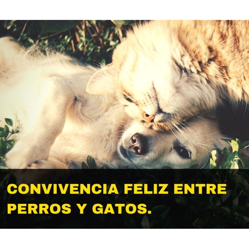 Charla online "Convivencia feliz entre perros y gatos"