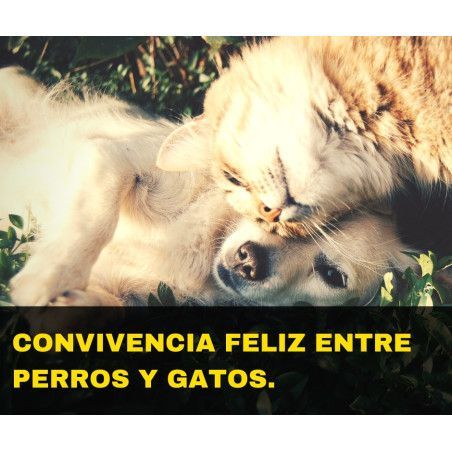Charla online "Convivencia feliz entre perros y gatos"