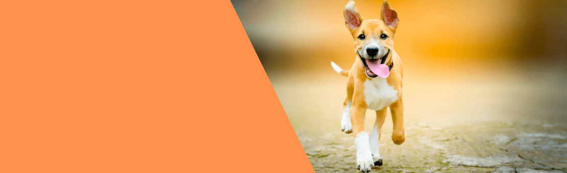 Formación monográfica en educación canina